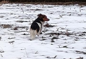 Poszukiwany właściciel lub opiekun dla psa