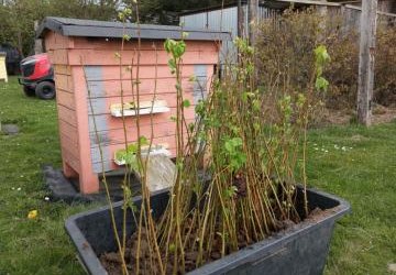 Nadleśnictwo Kobiór przekazało sadzonki drzew miododajnych dla Gminy Suszec