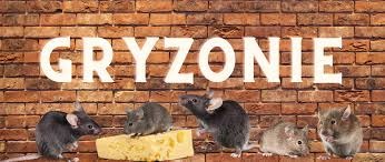 Obowiązek przeprowadzenia deratyzacji na nieruchomościach